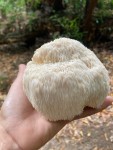 노루궁뎅이 in 10월 2023 by heyfrench · iNaturalist 노루궁뎅이 (Hericium erinaceus)