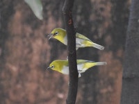 Zosterops palpebrosus from V33X+4FC, Barsuan, Odisha 770040, India on 2023년 07월 01일 (토) at 12:09 오후 by Digvijay Pattnaik... 