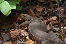 Varanus bengalensis bengalensis from WHVC+8RJ, Sole, Odisha 770017, India on 2023년 06월 29일 (목) at 11:06 오전 by Digvijay... 