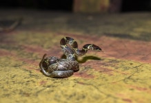 Lycodon aulicus from RWPX+W8X, Brahmaninadi, Odisha 770038, India on 2023년 10월 31일 (화) at 06:49 오후 by Digvijay Pattnaik... 