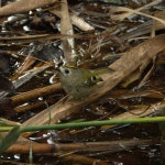 상모솔새 from 20620 Biguglia, France on 2023년 11월 01일 (수) at 12:10 오후 by Carlos De Barros Araujo · iNaturalist... 