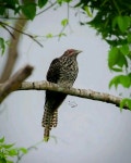West Bengal 721631, India on 2021년 12월 02일 (목) by G Caxton. PC - Caxclix · iNaturalist 검은뻐꾸기속 (Eudynamys scolopaceus)