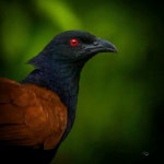 West Bengal 721631, India on 2020년 09월 24일 (목) by G Caxton. PC - Caxclix · iNaturalist 큰뻐꾸기사촌 (Centropus sinensis)