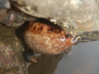 Mauritia arabica from XQ5X+25W Priyadarshini Seaside Shore, Malabar Hill, Mumbai, Maharashtra 400006, India on 2023년 10월 27일... 