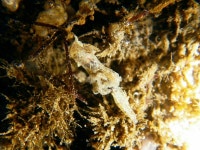 Goniodoris kolabana from XQ5X+25W Priyadarshini Seaside Shore, Malabar Hill, Mumbai, Maharashtra 400006, India on 2023년 10월... 