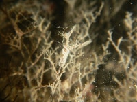 Cratena pawarshindeorum from XQ5X+25W Priyadarshini Seaside Shore, Malabar Hill, Mumbai, Maharashtra 400006, India on 2023년 10월... 