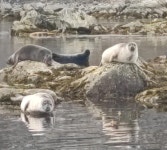 잔점박이물범 from Spitsbergen on 2022년 08월 26일 (금) by Laura Jiménez Contreras · iNaturalist 잔점박이물범 (Subspecies... 
