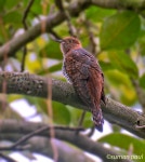 두견이 from G967+VF4 Lake garden, Dhakuria, Rabindra Sarobar, Kolkata, West Bengal 700045, India on 2023년 10월 01일 (일) at 09... 