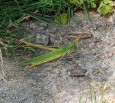 방아깨비 from 798-0060, Japan on 2023년 07월 24일 (월) at 11:29 오전 by Rex D · iNaturalist 방아깨비 (Acrida cinerea)