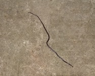 Enulius flavitorques from 622, Provincia de Puntarenas, Espíritu Santo, Costa Rica on 2019년 03월 23일 (토) by Jonathan... 