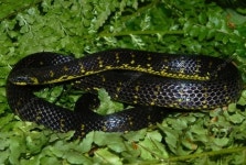 Atractus crassicaudatus from Supatá, CO-CU, CO on 2010년 03월 09일 (화) by Giovanni Chaves-Portilla · iNaturalist Atractus... 