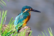 Alcedo atthis bengalensis from MQ57+77 Nakano Bridge, 1 Hamarikyūteien, Chuo City, Tokyo 104-0046, Япония on 2023년 10월... 