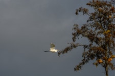 중대백로 from 2805 Gouda, Nederland on 2023년 11월 17일 (금) at 01:06 오후 by J. Oskam · iNaturalist 중대백로 (Ardea alba)
