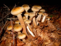 뽕나무버섯 from Strada Comunale Santa Cristina DAspromonte, 89056 Santa Cristina Daspromonte RC, Italia on 2014년 10월 18일... 