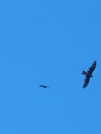 솔개 from 248-0017, Japan on 2023년 11월 20일 (월) at 12:58 오후 by Jacob and Coal · iNaturalist 솔개 (Milvus migrans)