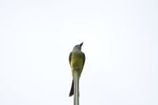 Salvador - BA, 40301-155, Brasil on 2023년 11월 25일 (토) at 07:46 오전 by Duílio Lobo · iNaturalist Tyrannus melancholicus