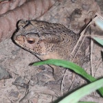 아시아검은안경두꺼비 from South Andaman Jirkatang 2, Port... iNaturalist 아시아검은안경두꺼비 (Duttaphrynus melanostictus)