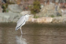왜가리 from Aomatani, Minoh, Osaka 562-0021, Japan on 2023년 11월 19일 (일) at 07:07 오후 by Kaelyn D. · iNaturalist 왜가리... 