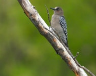 Melanerpes hypopolius from Tlalixtac de Cabrera, Oax., México on 2023년 11월 28일 (화) at 03:47 오후 by Luis Mauricio Mena... 