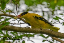 꾀꼬리 from Seksyen 22, Petaling Jaya, Selangor, Malaysia on... 오후 by Chan Chee Keong · iNaturalist 꾀꼬리 (Oriolus chinensis)