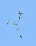 Psittacula cyanocephala from WHVC+8RJ, Sole, Odisha 770017, India on 2023년 11월 29일 (수) by Digvijay Pattnaik · iNaturalist... 