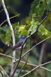 Hypothymis azurea from WHVC+8RJ, Sole, Odisha 770017, India on 2023년 12월 08일 (금) at 03:50 오후 by Digvijay Pattnaik... 