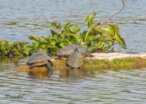 붉은귀거북 from Plot # 69&amp;70, Lake View Residency, Sainikpuri, Secunderabad, Telangana 500094, India on 2023년 03월 28일... 