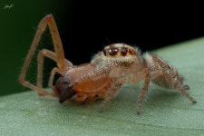 Hyllus semicupreus from 6JFG+3WM, Dadadahalli, Karnataka 570008, India on 2023년 12월 09일 (토) at 06:40 오후 by Jithesh Pai.... 