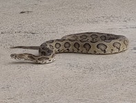 Daboia russelii from 4-200-128A, Eshwar Nagar Colony, Bhaskar Rao Nagar Colony, Sainikpuri, Secunderabad, Telangana 500094, India... 