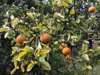 탱자나무 from General Viamonte, AR-BA, AR on 2019년 04월... 오후 by davidignaciopalma · iNaturalist 탱자나무 (Citrus trifoliata)