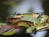 Fowlea piscator from 31, Prince Bakhtiar Shah Rd, Swiss Park, Badam Talla, Lake Gardens, Kolkata, West Bengal 700033, India on... 