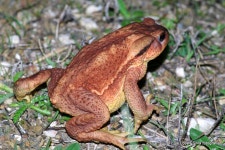 가시두꺼비 from silves, portugal on 2015년 12월 22일 (화) by Luis Lopes Silva · iNaturalist 가시두꺼비 (Bufo spinosus)
