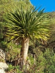 용혈수 from Gibraltar on 2023년 12월 18일 (월) at 04:46 오후 by Douglas Phillips · iNaturalist 용혈수 (Dracaena draco)