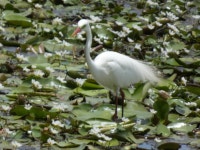 Ardea plumifera from Brisbane QLD, Australia on 2023년 12월 20일 (수) at 11:36 오전 by Ethan Craft · iNaturalist Ardea plumifera
