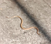 Platyceps plinii from PQVQ+49, NRI Center City, Hosur, Tamil Nadu 635126, India on 2023년 12월 24일 (일) at 11:35 오전 by... 