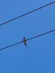 제비 from Burjuc, Romania on 2022년 05월 23일 (월) at 02:20 오후 by Silviu Țicu · iNaturalist 제비 (Hirundo rustica)