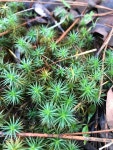 솔이끼속 from Shasta-Trinity National Forest, Big Bar, CA, US... 오전 by jcmnaturalist · iNaturalist 솔이끼속 (Genus Polytrichum)