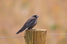 Artamus cyanopterus from Bridgetown-Greenbushes, AU-WA, AU on 2019년 03월 28일 (목) at 01:01 오후 by birdnerd1. Sighting and... 