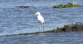 중대백로 from 58880 Santa María, Mich., México on 2024년 01월 11일 (목) at 11:03 오전 by Viajes Chenzira · iNaturalist... 