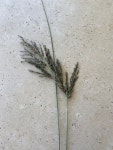 포아풀속 from Field Ward, Myponga, SA, AU on 2024년 01월 15일... 12:23 오후 by Prue Henschke · iNaturalist 포아풀속 (Genus Poa)