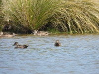 Anas gracilis from Salisbury, New Zealand on 2024년 01월 09일 (화) at 02:27 오후 by Krohl · iNaturalist Anas gracilis