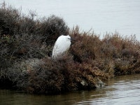 쇠백로 from 34110 Mireval, France on 2024년 01월 17일 (수) at 10:46 오전 by Hugo DUFOUR · iNaturalist 쇠백로 (Egretta garzetta)