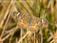 Phyciodes pallescens from Araró, Michoacán on 2011년 12월 12일 (월) by Juan Carlos Garcia Morales · iNaturalist Phyciodes... 