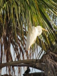 중대백로 from Porangatu, GO, 76550-000, Brasil on 2024년 01월 11일 (목) at 06:13 오후 by Jessica Lemos Cavalcante · iNaturalist... 