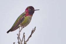 Calypte anna from Monterey County, CA, USA on 2024년 01월 20일 (토) at 12:16 오후 by Ord Photouff · iNaturalist Calypte anna