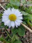 데이지 from Monroe County, US-NY, US on 2019년 04월 13일... at 01:28 오후 by Greg Gresock · iNaturalist 데이지 (Bellis perennis)