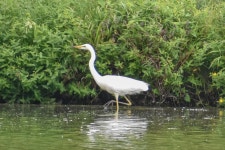 대백로 from Holkham Rd, Wells-next-the-Sea NR23 1AB, UK on 2023년 06월 30일 (금) at 11:05 오전 by Kate Magoon · iNaturalist... 