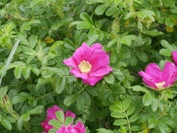 해당화 from Kafukamura, Rebun, Rebun District, Hokkaido 097... (금) at 06:59 오전 by Jacy Chen · iNaturalist 해당화 (Rosa rugosa)