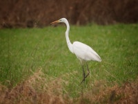 중대백로 from 63755 Alzenau, Deutschland on 2024년 01월 24일 (수) by Mel · iNaturalist 중대백로 (Ardea alba)