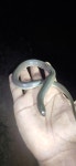 Atretium schistosum from JH4C+HWX Guest house, Shamirpet, Secunderabad, Telangana 500078, India on 2023년 11월 18일 (토) at 07... 